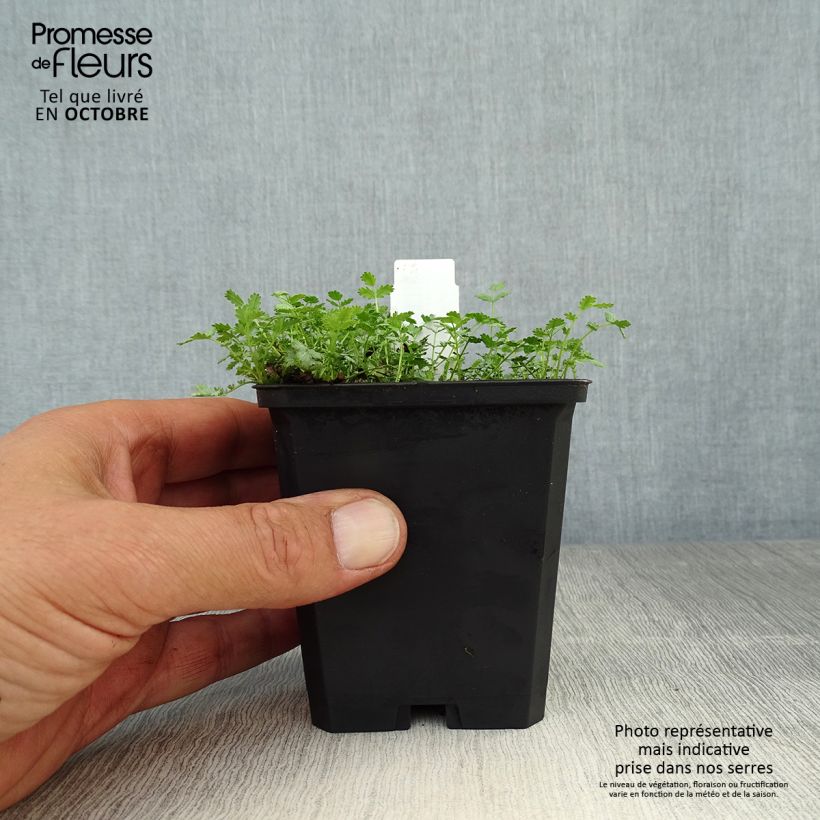 Ejemplar de Acaena buchananii Maceta de 8/9 cm entregado en otoño
