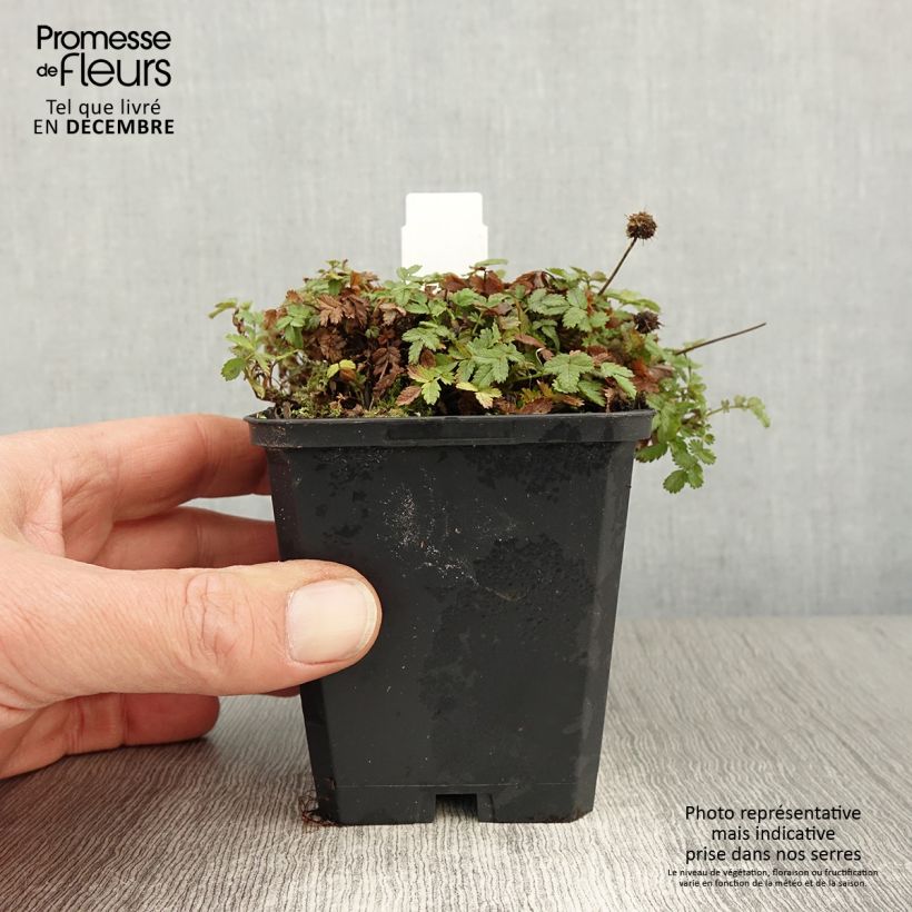Ejemplar de Acaena magellanica Maceta de 8/9 cm entregado en otoño