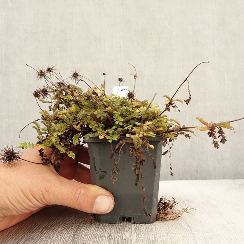 Ejemplar de Acaena microphylla Dichte Matte - Abrojos Maceta de 8/9 cm entregado en otoño