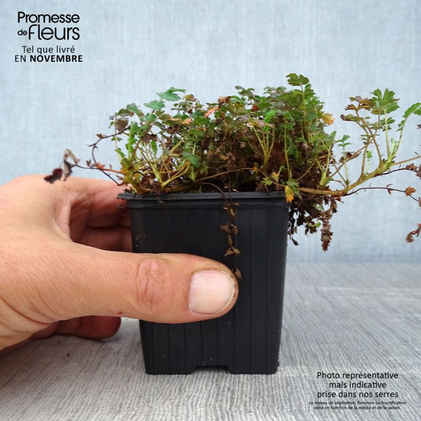 Ejemplar de Acaena microphylla Kupferteppich - Abrojos Maceta de 8/9 cm entregado en otoño