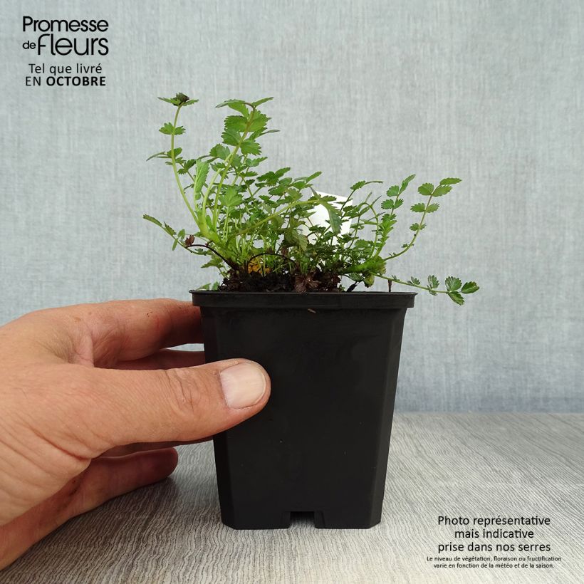 Ejemplar de Acaena microphylla - Abrojos Maceta de 8/9 cm entregado en otoño
