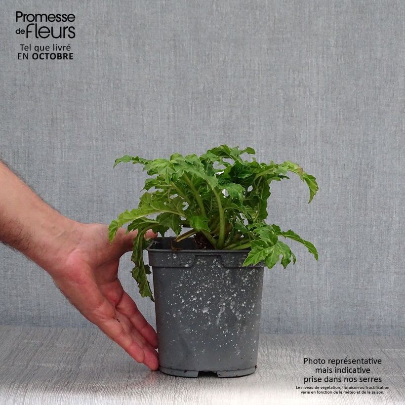 Ejemplar de Acanto - Acanthus mollis Maceta 2L/3L entregado en otoño