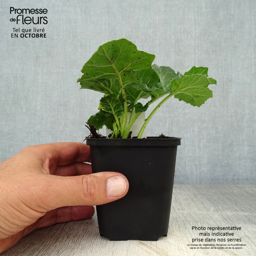 Ejemplar de Acanto - Acanthus mollis Rue Ledan Maceta de 8/9 cm entregado en otoño