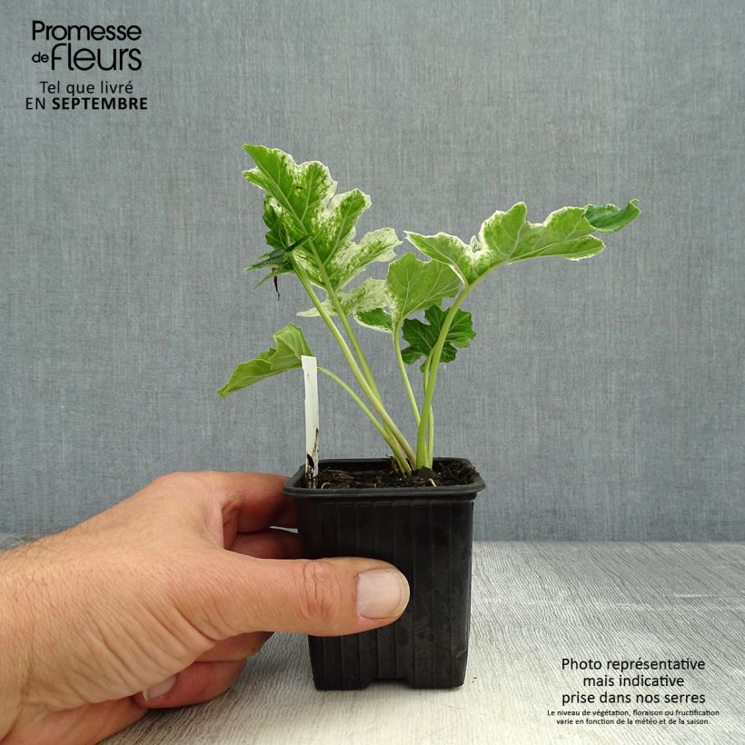 Ejemplar de Acanto - Acanthus mollis Tasmanian Angel Maceta de 8/9 cm entregado en otoño