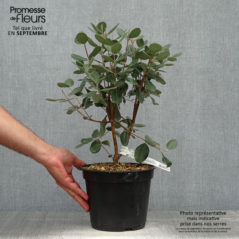 Ejemplar de Guayabo - Acca sellowiana Maceta 4L/5L entregado en otoño