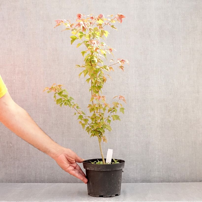 Ejemplar de Acer buergerianum - Arce tridente Maceta 2L/3L entregado en verano