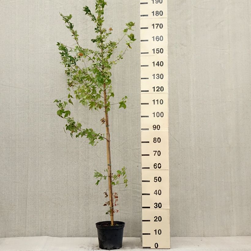 Ejemplar de Acer buergerianum - Arce tridente Maceta 4L/5LAltura de entrega aprox. 180/200cm entregado en verano