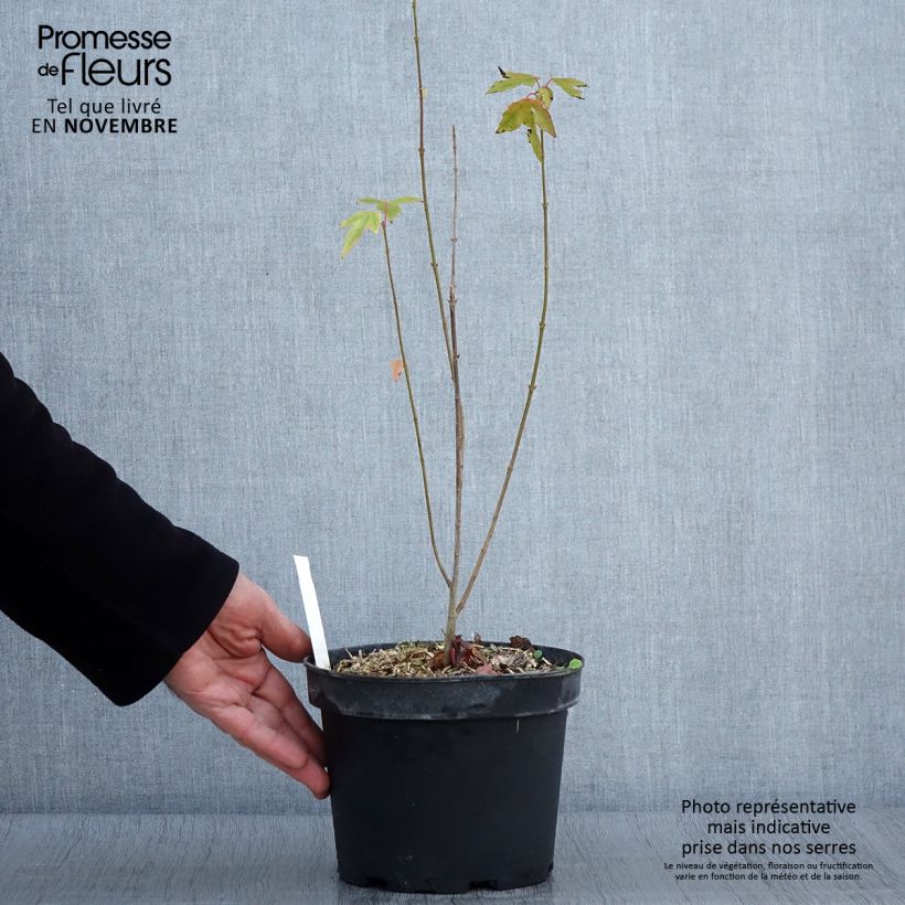 Ejemplar de Acer cappadocicum Rubrum - Arce de Capadocia Maceta 3L/4L entregado en otoño