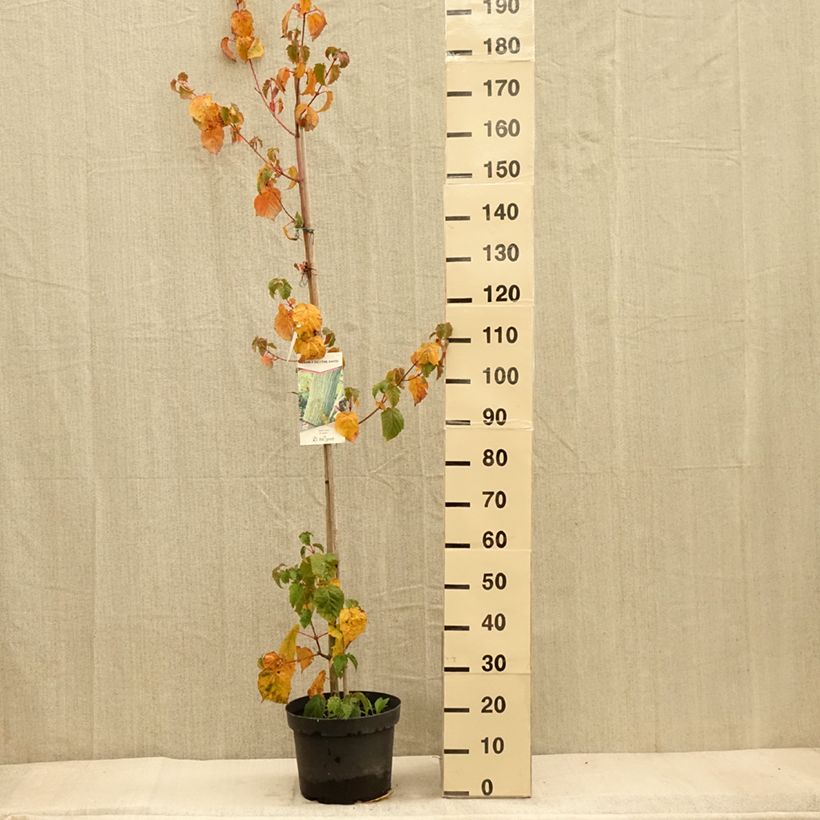 Ejemplar de Arce de corteza de serpiente - Acer davidii Maceta 7,5L/10L entregado en otoño