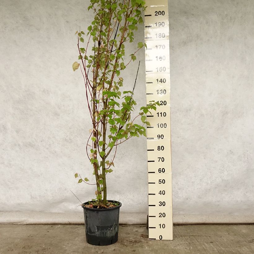 Ejemplar de Arce de corteza de serpiente - Acer davidii Maceta 20L/25LAltura de entrega aprox. 150/160cm entregado en verano