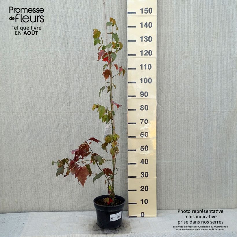 Ejemplar de Arce de corteza de serpiente - Acer davidii Maceta 4L/5LAltura de entrega aprox. 100/120cm entregado en verano