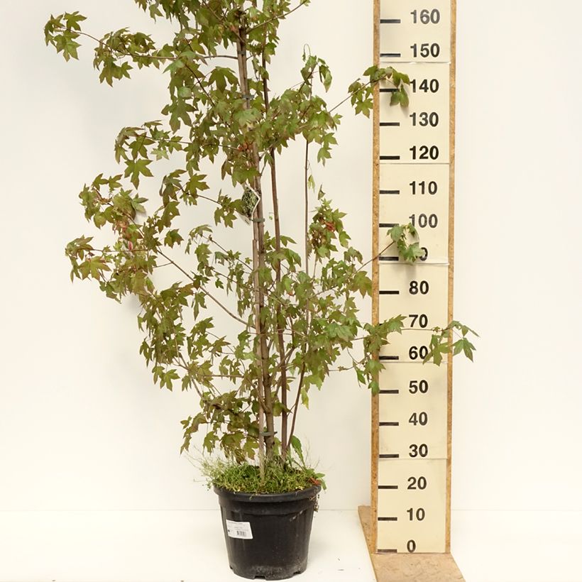 Acer negundo Auratum Maceta 7,5L/10L Ejemplar entregado en la primavera