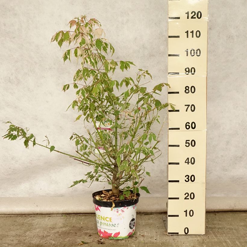 Ejemplar de Acer negundo Flamingo - Érable à feuille de frêne baliveau en pot de 7.5L/10L entregado en verano