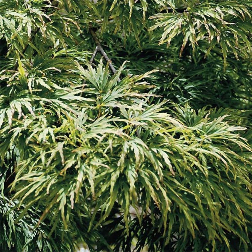 Arce japonés Dissectum - Acer palmatum (Follaje)