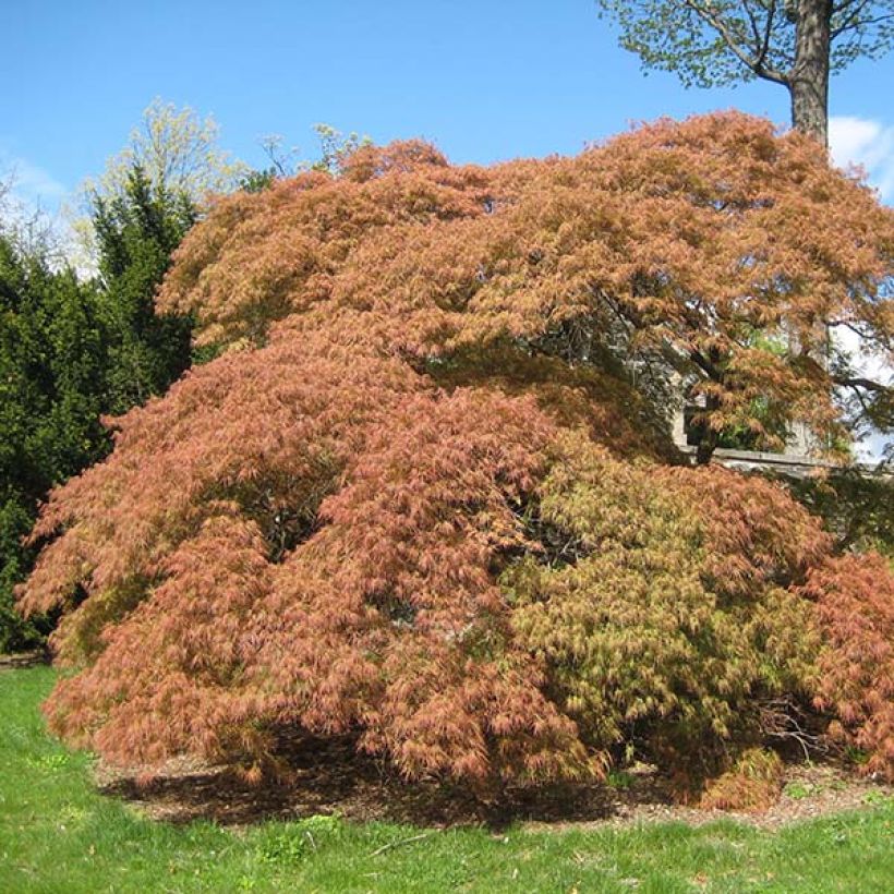 Arce japonés Dissectum - Acer palmatum (Porte)
