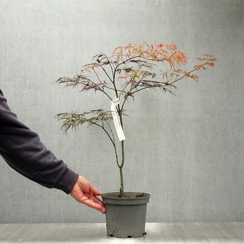 Ejemplar de Arce japonés Dissectum Atropurpureum - Acer palmatum Maceta 3L/4L entregado en verano