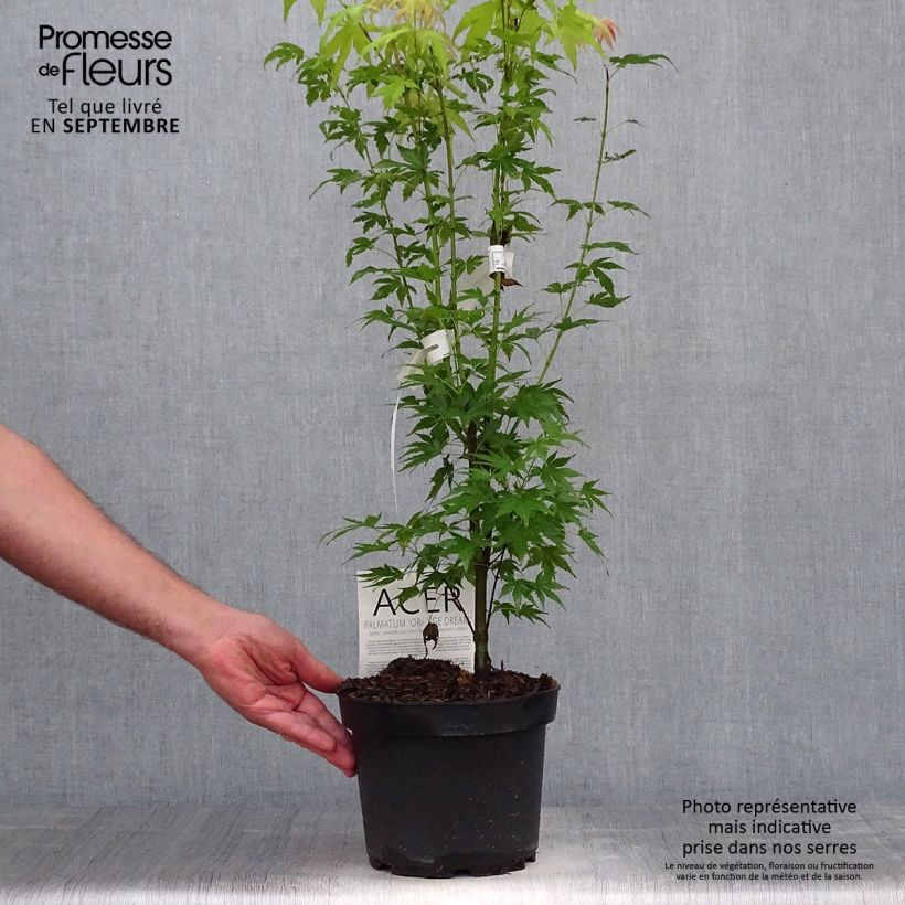Ejemplar de Arce japonés Orange Dream - Acer palmatum Maceta 3L/4L entregado en otoño