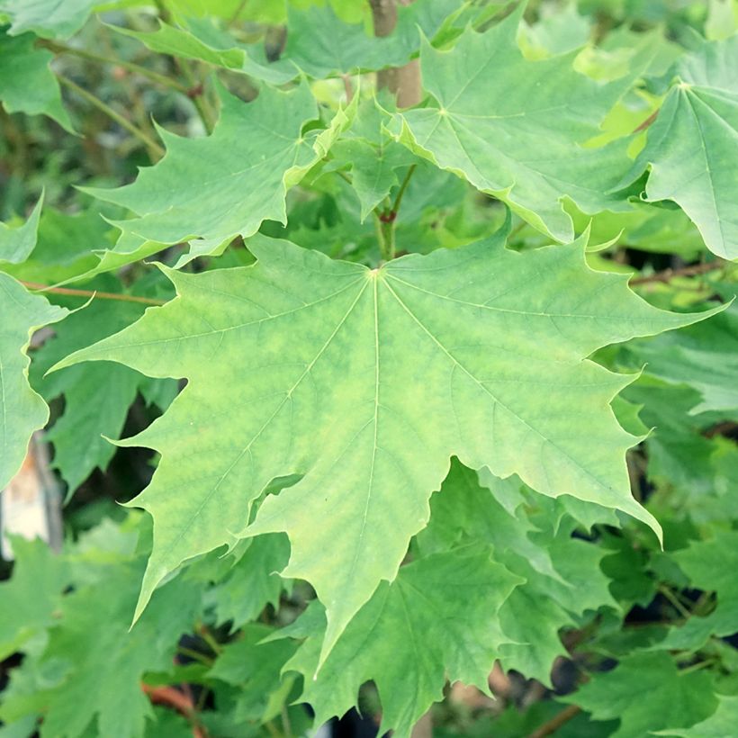 Arce real Columnare - Acer platanoides (Follaje)