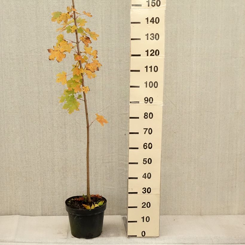 Ejemplar de Arce real - Acer platanoides Maceta 7,5L/10L entregado en otoño