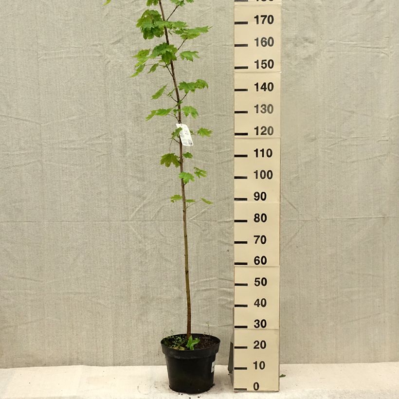 Ejemplar de Arce real - Acer platanoides Maceta 7,5L/10LAltura de entrega aprox. 140/160cm entregado en verano