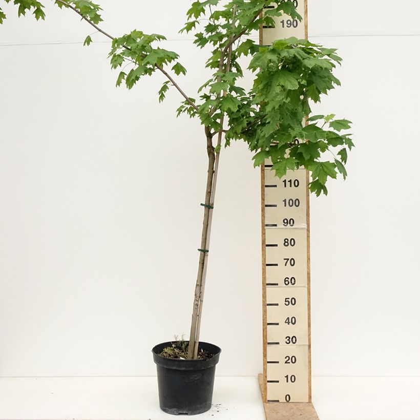 Arce real Maculatum - Acer platanoides Maceta 12L/15LAltura de entrega aprox. 220/250cm Ejemplar entregado en la primavera