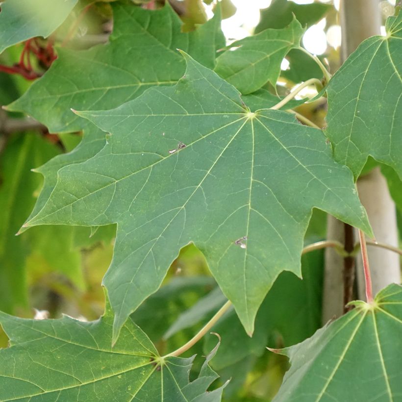 Arce real Maculatum - Acer platanoides (Follaje)