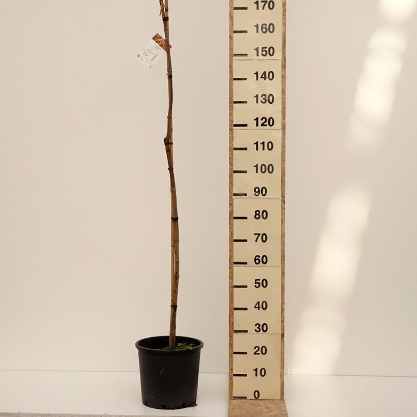 Arce real Paldiski - Acer platanoides Maceta 12L/15LAltura de entrega aprox. 120/140cm Ejemplar entregado en invierno