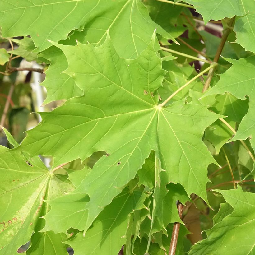 Arce real Princeton Gold - Acer platanoides (Follaje)