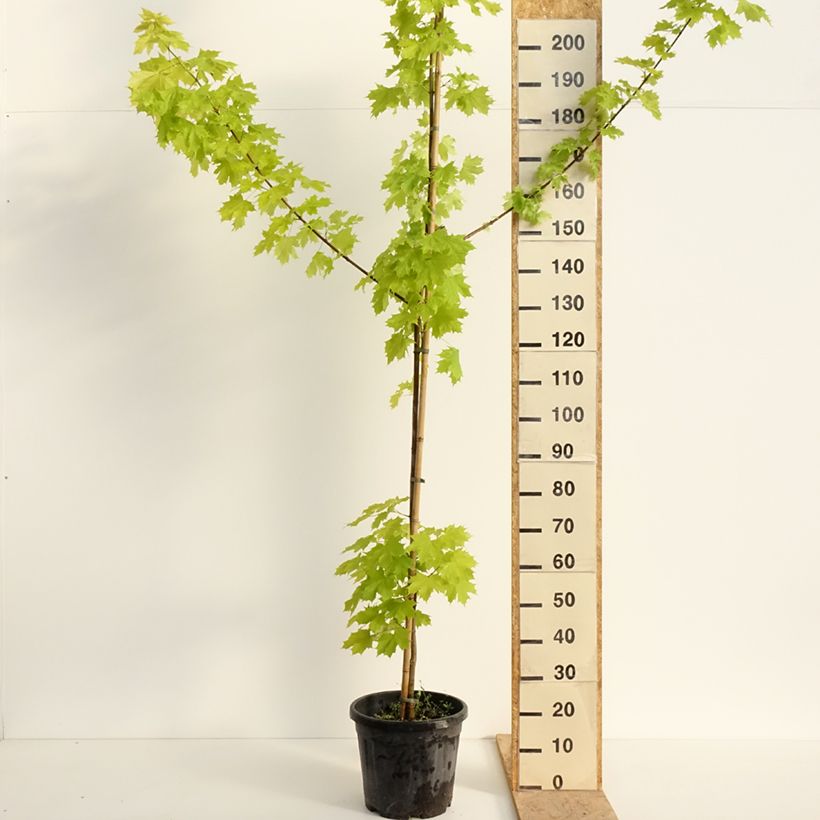 Arce real Princeton Gold - Acer platanoides Maceta 20L/25LAltura de entrega aprox. 250/+cm Ejemplar entregado en la primavera