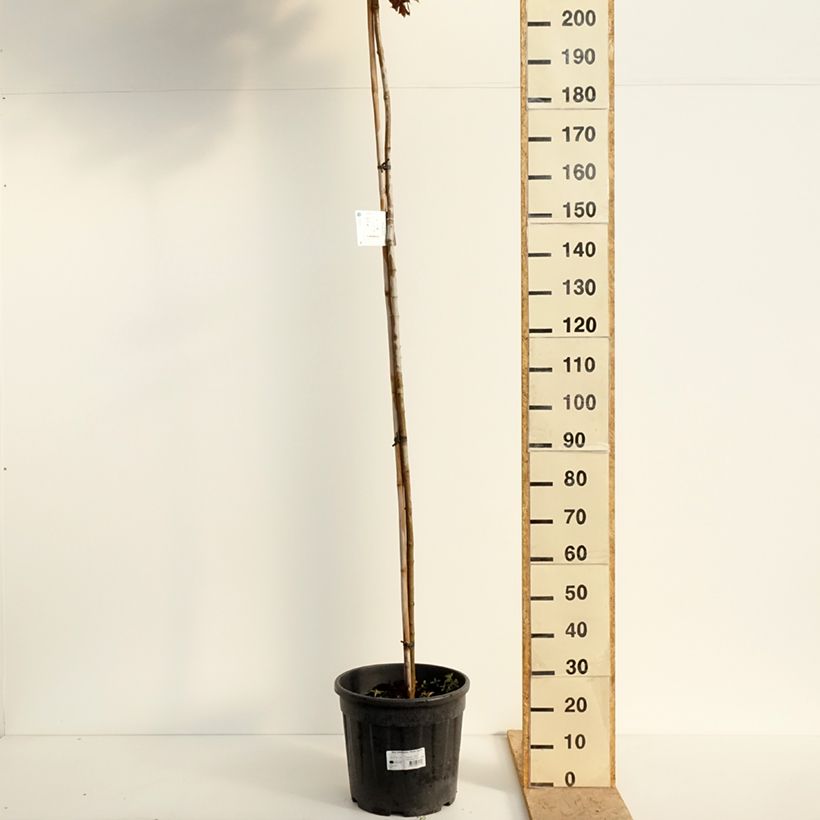 Arce real Purple Globe - Acer platanoides Maceta 20L/25LAltura de entrega aprox. 220/+cm Ejemplar entregado en la primavera