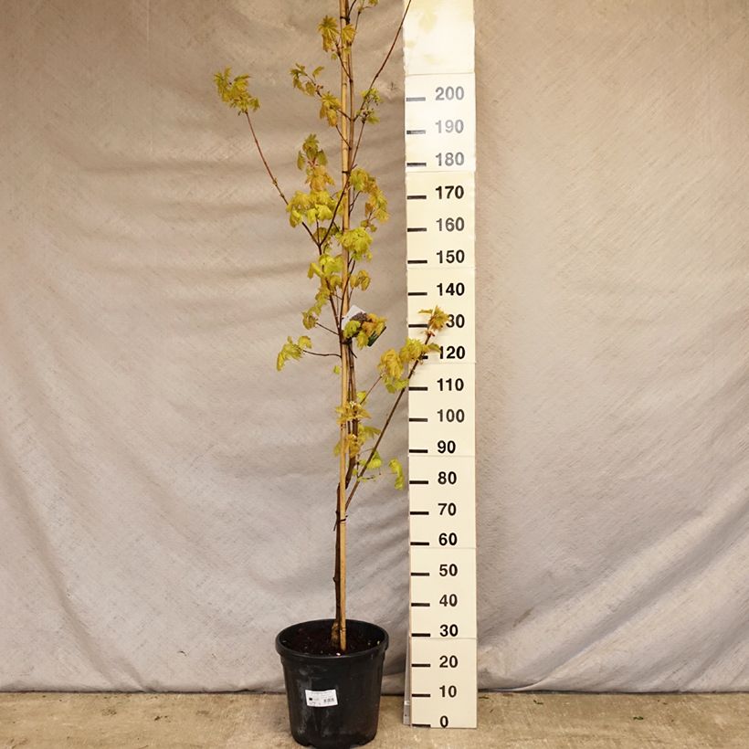 Arce real Royal Red - Acer platanoides Maceta 20L/25L Ejemplar entregado en la primavera