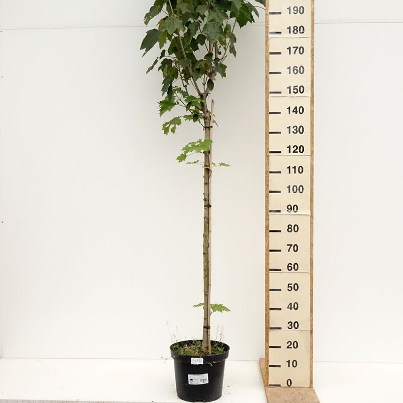 Arce real Stollii - Acer platanoides Maceta 20L/25LAltura de entrega aprox. 200/220cm Ejemplar entregado en la primavera