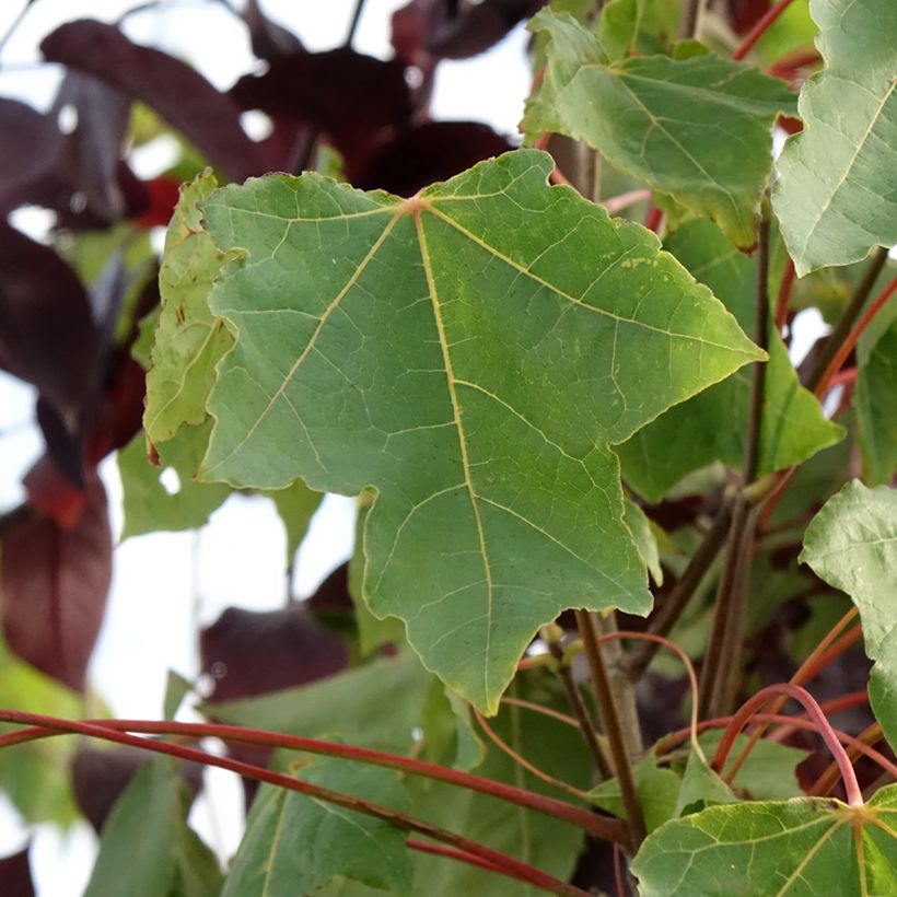 Arce real Stollii - Acer platanoides (Follaje)