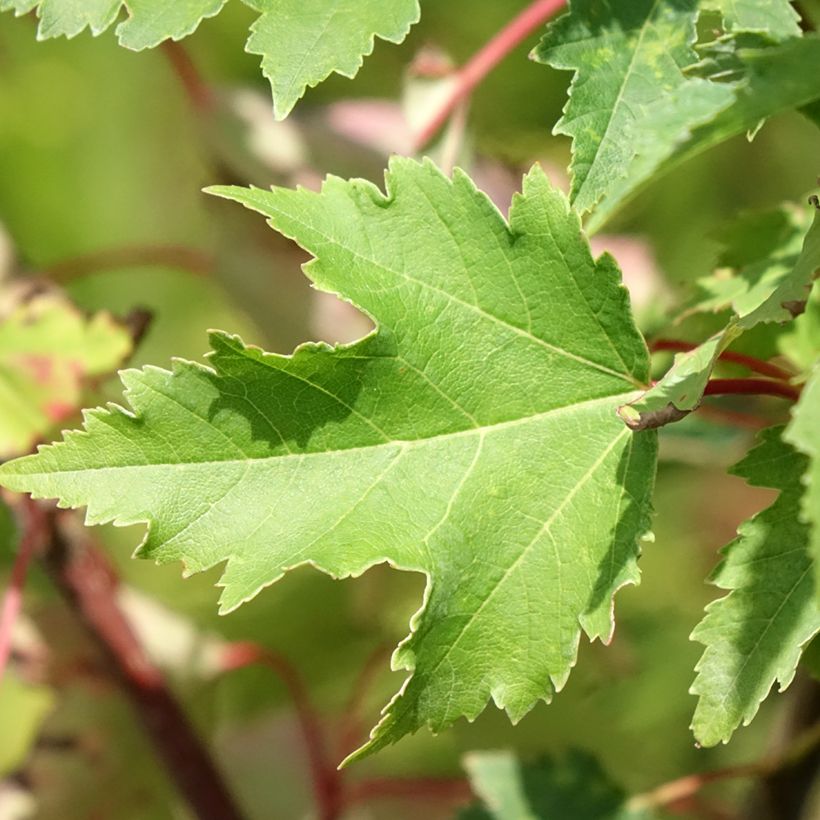 Acer rubrum Armstrong Gold (Follaje)