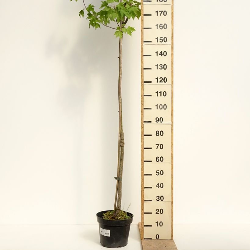 Acer rubrum Sekka - Arce de Canadá Maceta 4L/5L Ejemplar entregado en la primavera