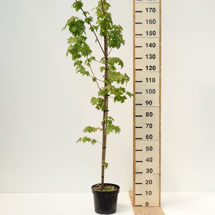 Acer rubrum Somerset - Arce de Canadá Maceta 7,5L/10LAltura de entrega aprox. 220/250cm Ejemplar entregado en la primavera