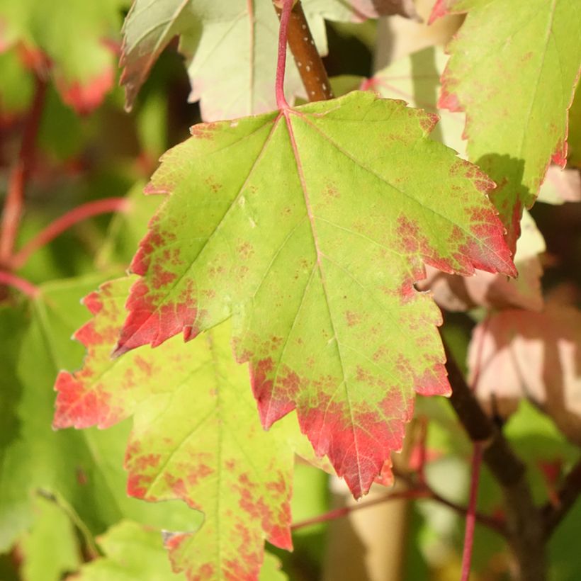 Acer rubrum Sun Valley (Follaje)