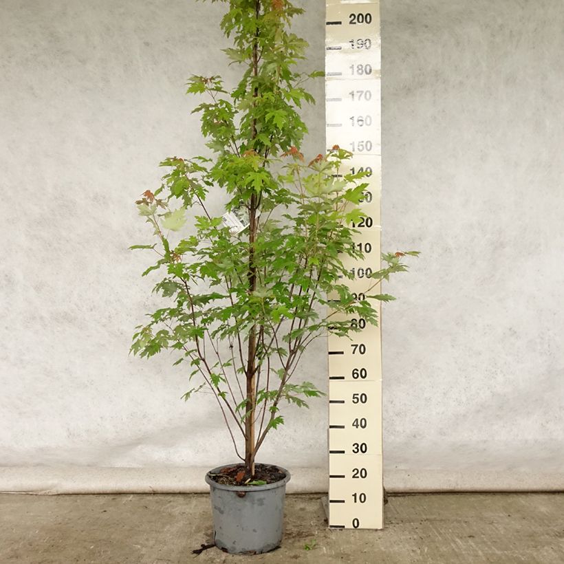 Ejemplar de Acer saccharinum Pyramidale - Érable argenté Pot de 15L entregado en verano