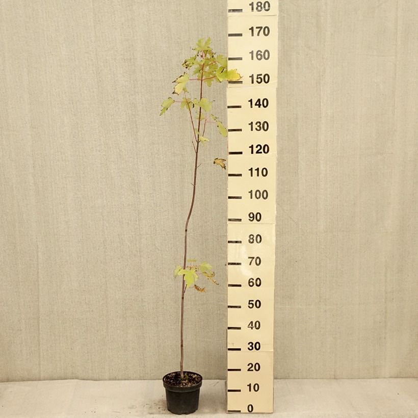 Ejemplar de Acer saccharinum Pyramidale Maceta 3L/4L entregado en otoño