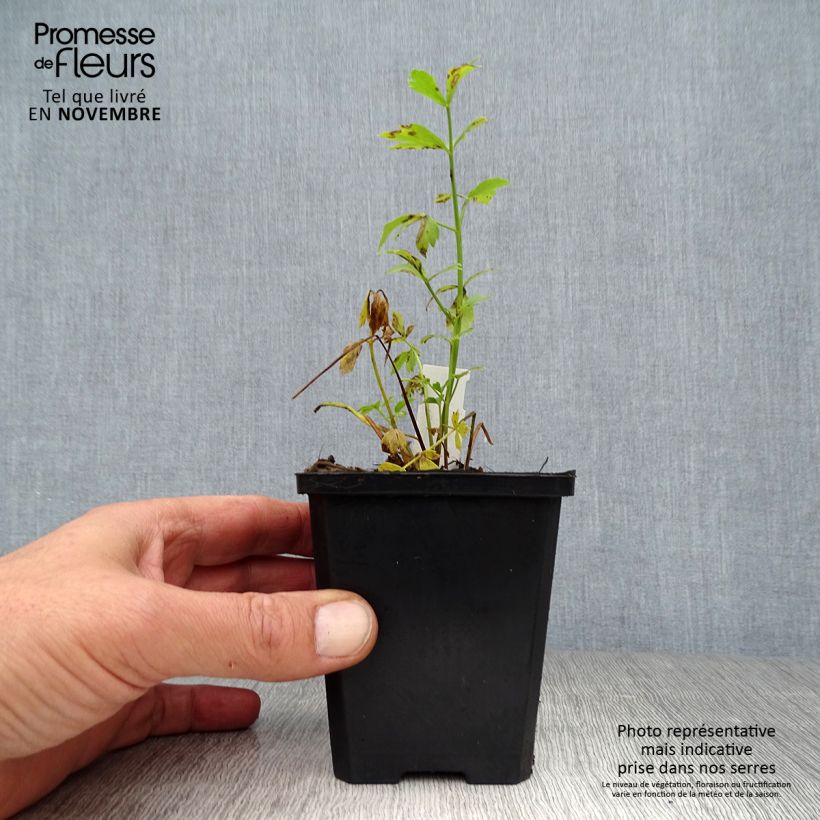 Ejemplar de Levístico - Levisticum officinale Maceta de 8/9 cm entregado en otoño
