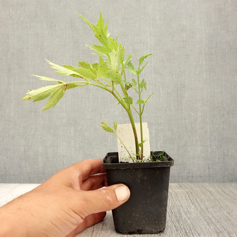 Ejemplar de Levístico - Levisticum officinale Maceta de 8/9 cm entregado en verano