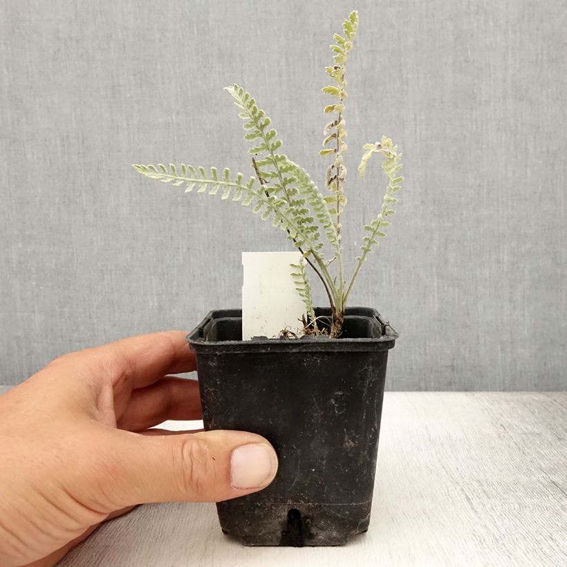 Ejemplar de Achillea clypeolata - Milenrama Maceta de 8/9 cm entregado en verano