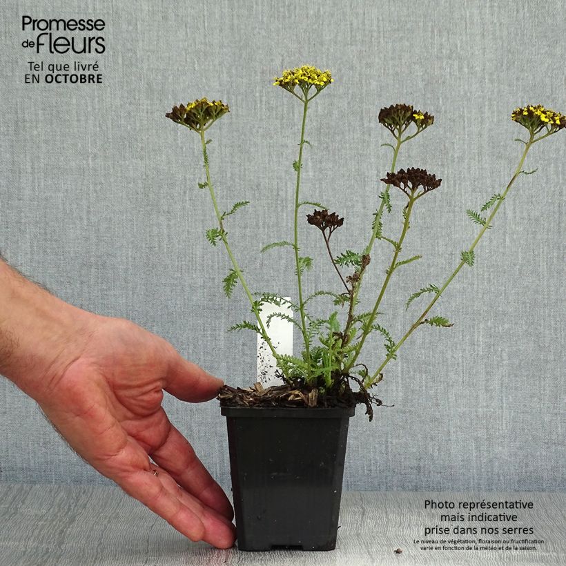 Ejemplar de Achillea Little Moonshine - Milenrama Maceta de 8/9 cm entregado en otoño