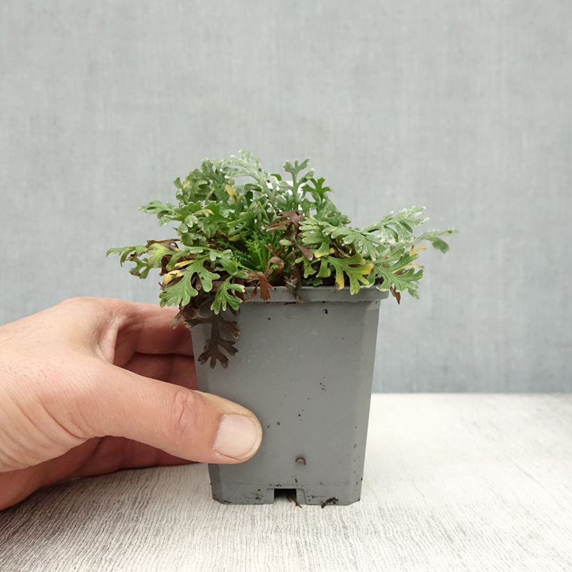Ejemplar de Achillea kellereri - Milenrama Maceta de 8/9 cm entregado en otoño