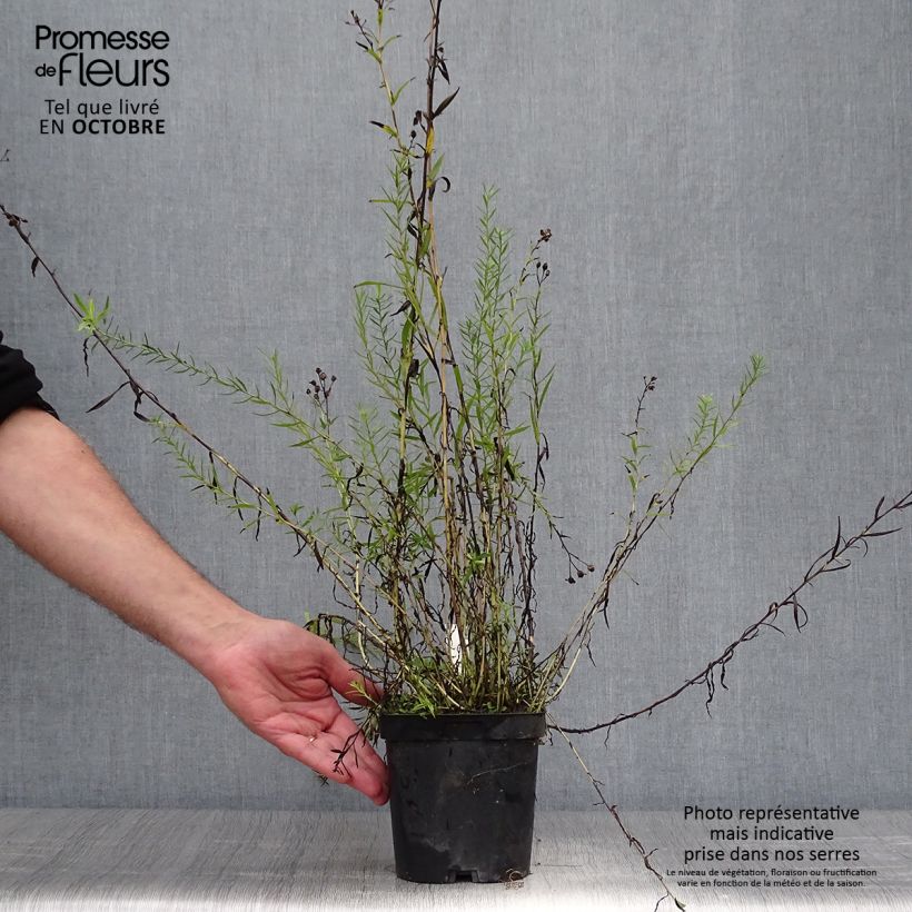 Ejemplar de Achillea ptarmica Boule de Neige Maceta 2L/3L entregado en otoño
