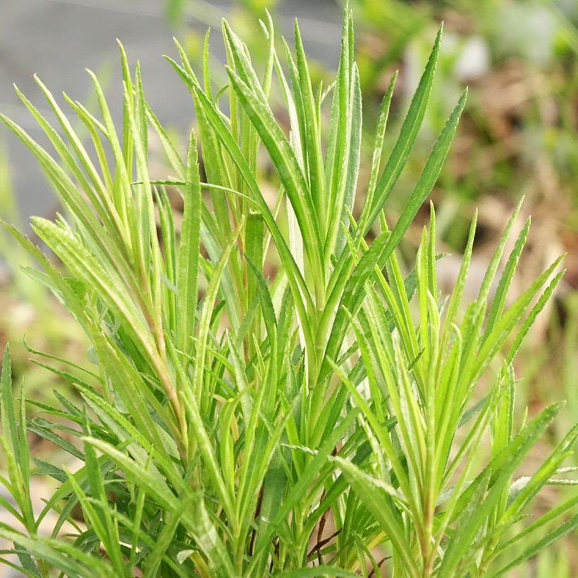 Achillea ptarmica (Follaje)