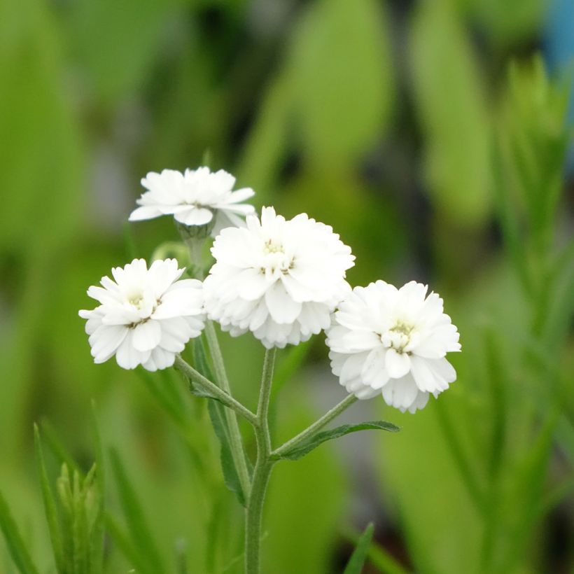 Achillea ptarmica (Floración)