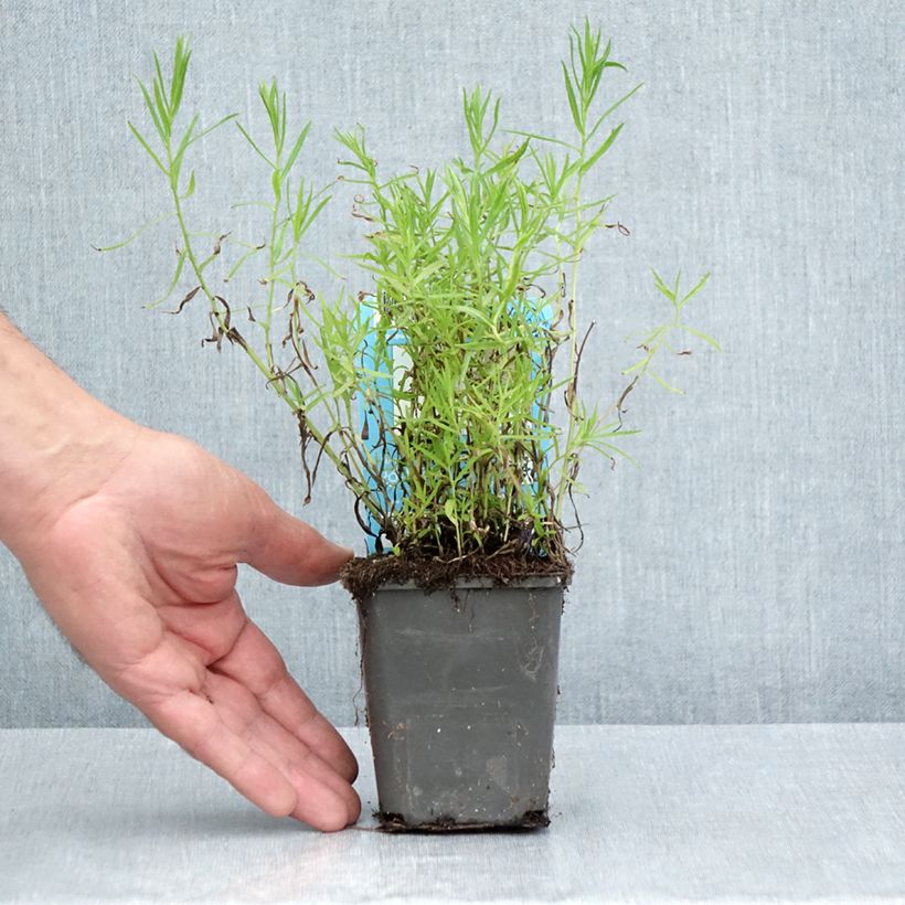 Ejemplar de Achillea ptarmica Maceta de 8/9 cm entregado en verano