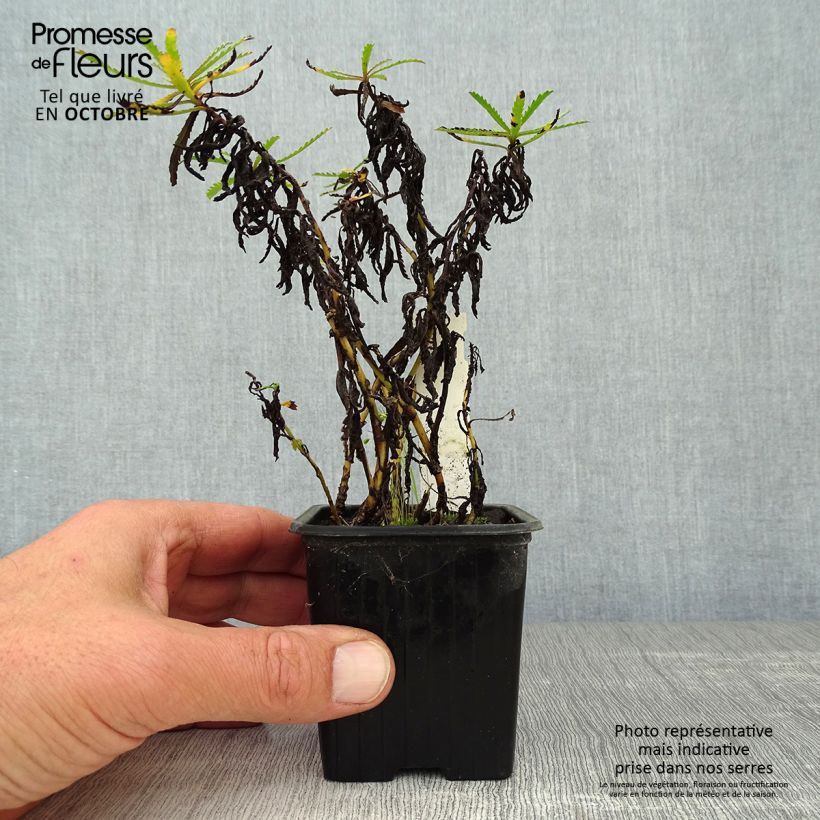 Ejemplar de Achillea sibirica var. camtschatica Love Parade Maceta de 8/9 cm entregado en otoño