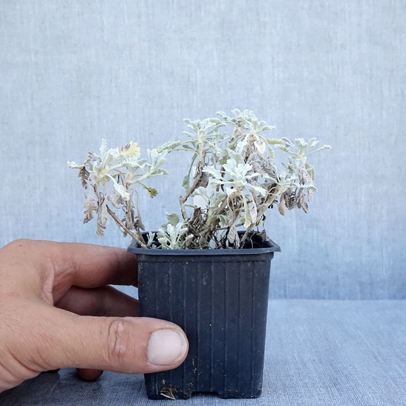 Ejemplar de Achillea umbellata - Milenrama Maceta de 8/9 cm entregado en verano